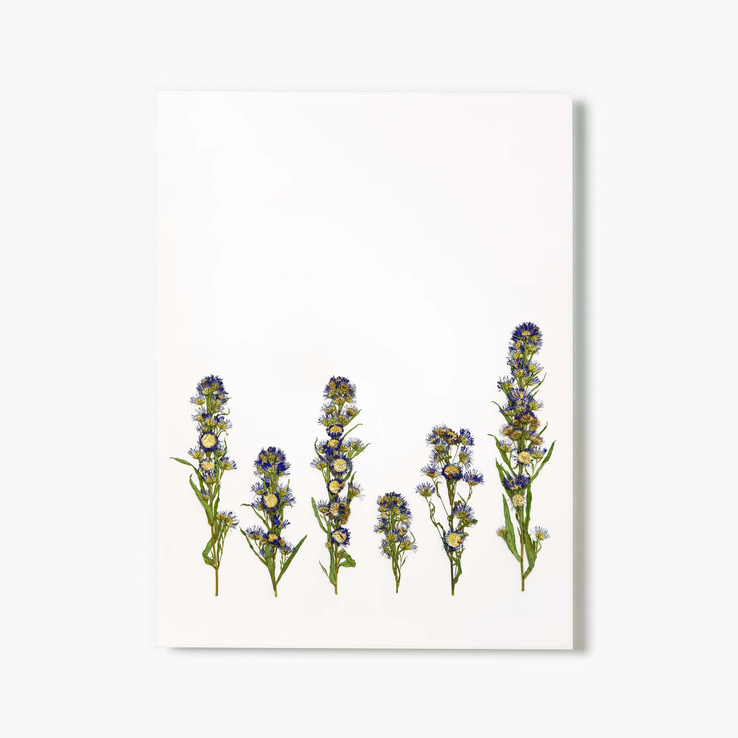 September Aster Pressed Floral Print