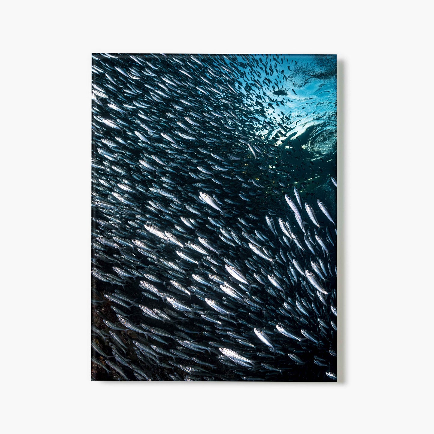 A glass print of a school of silver fish swimming in the ocean with sunlight filtering through the water.