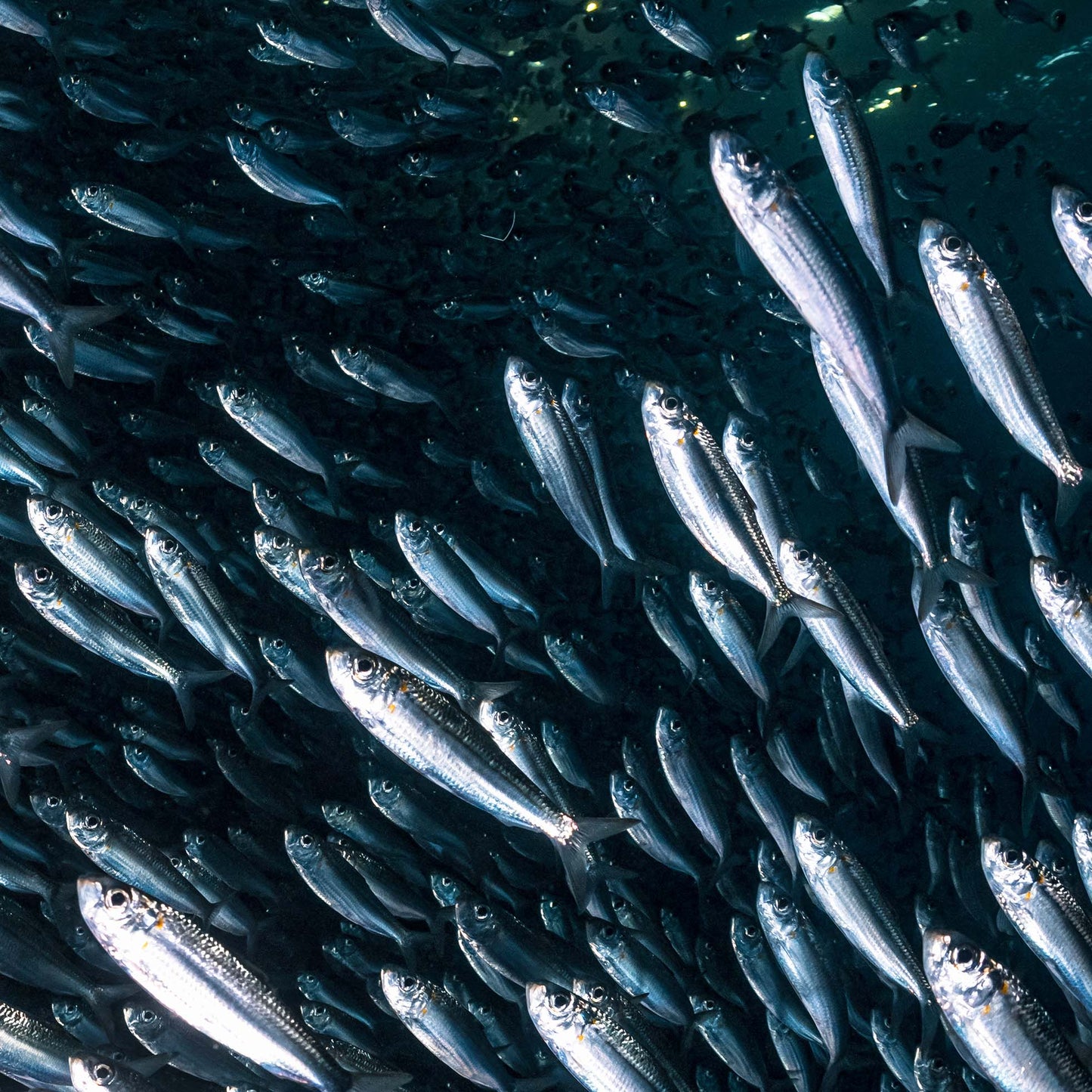 Close-up on a school of small silver fish swimming in a tight formation underwater