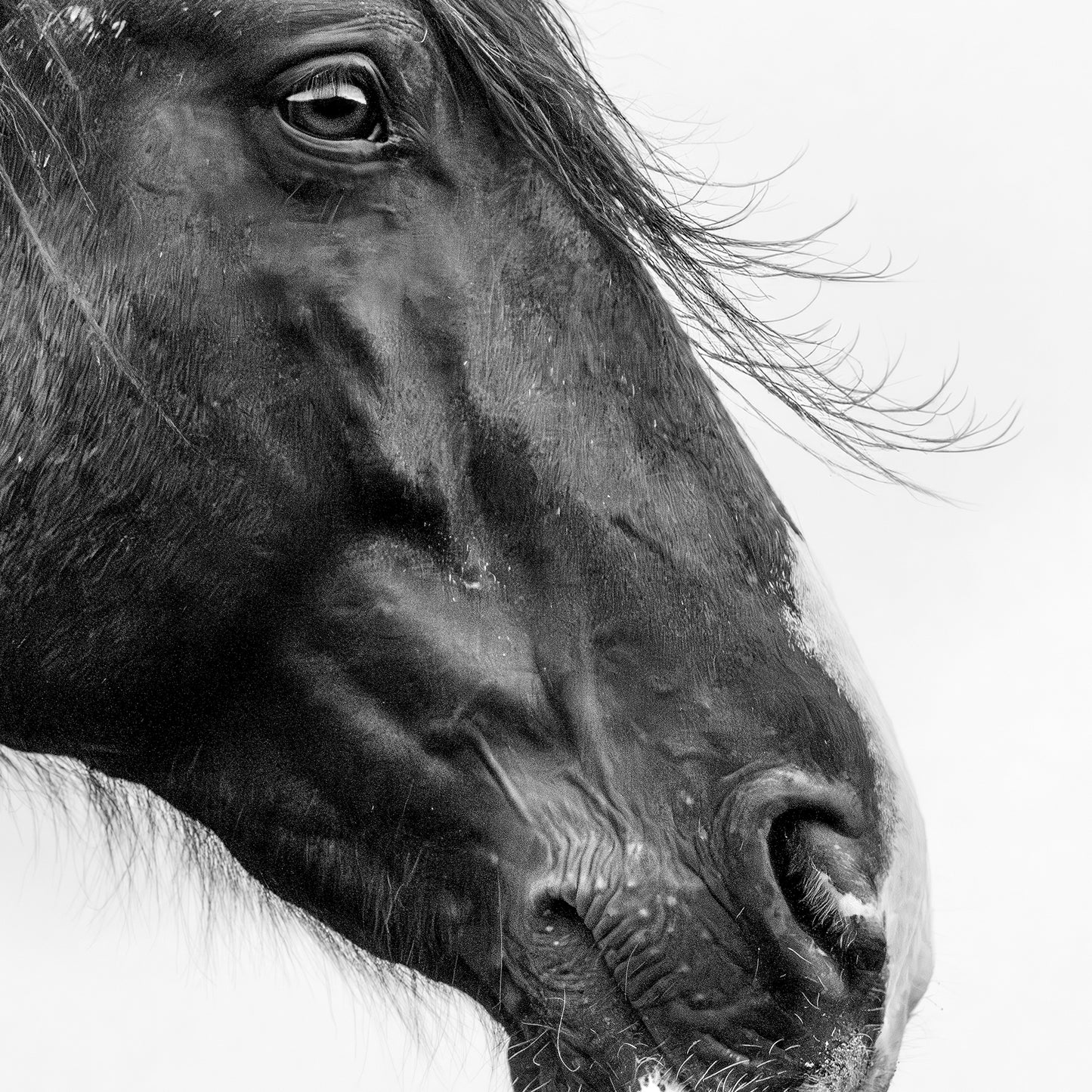 Soul Of The Steed