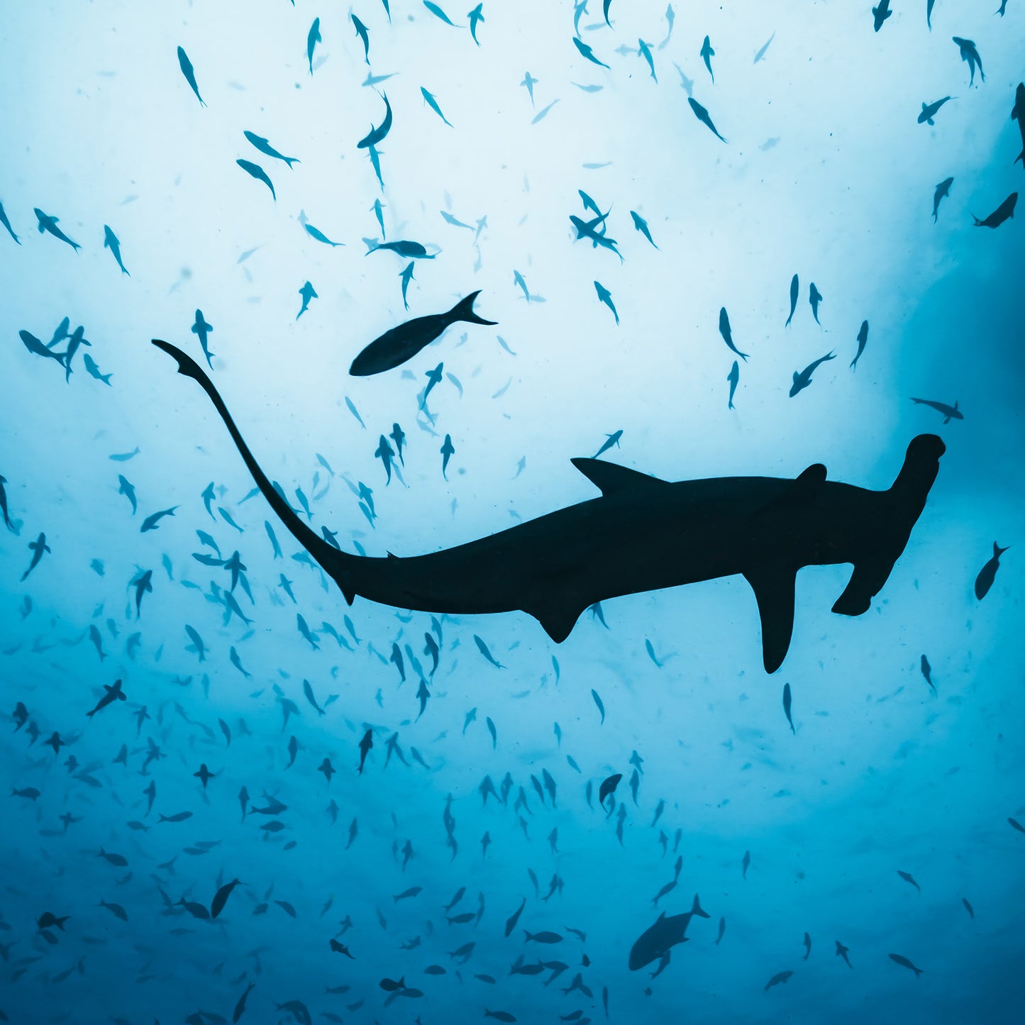 Close-up on a silhouette of a hammerhead shark amidst small fish in deep blue water
