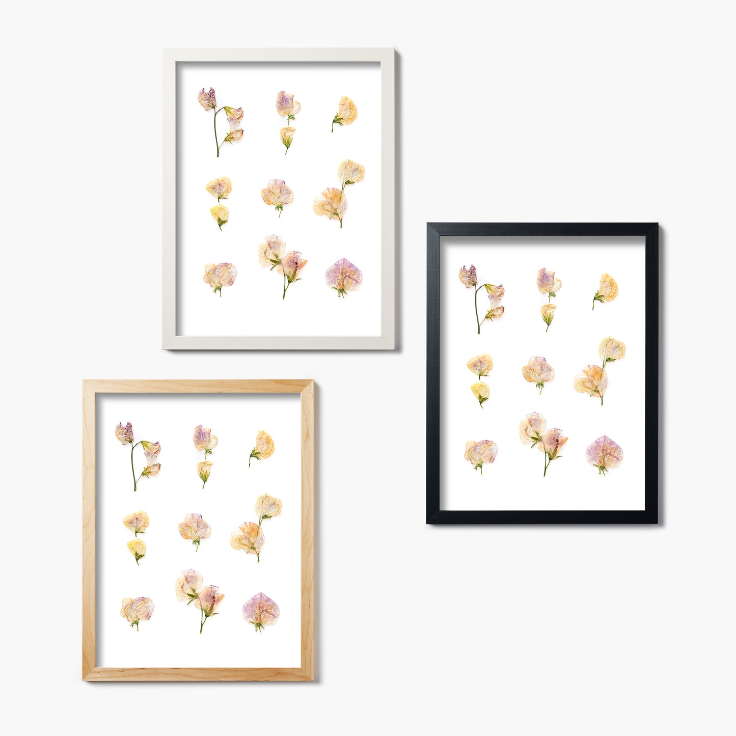April Sweet Pea No. 2 Pressed Floral Print