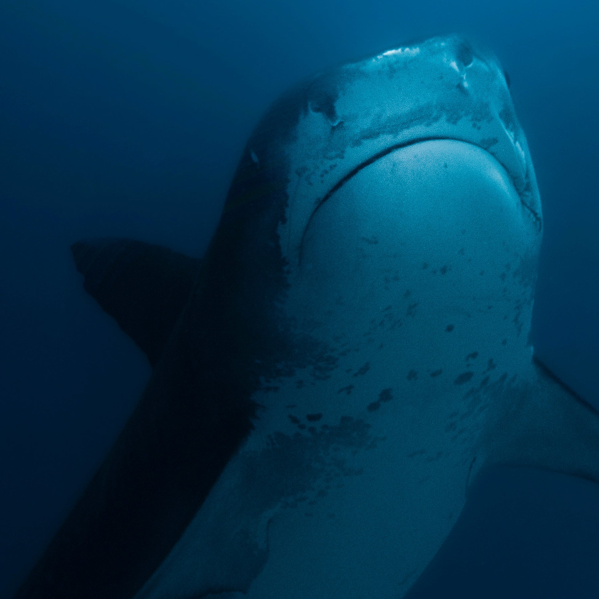 Close-up of a shark underwater with a blue gradient background