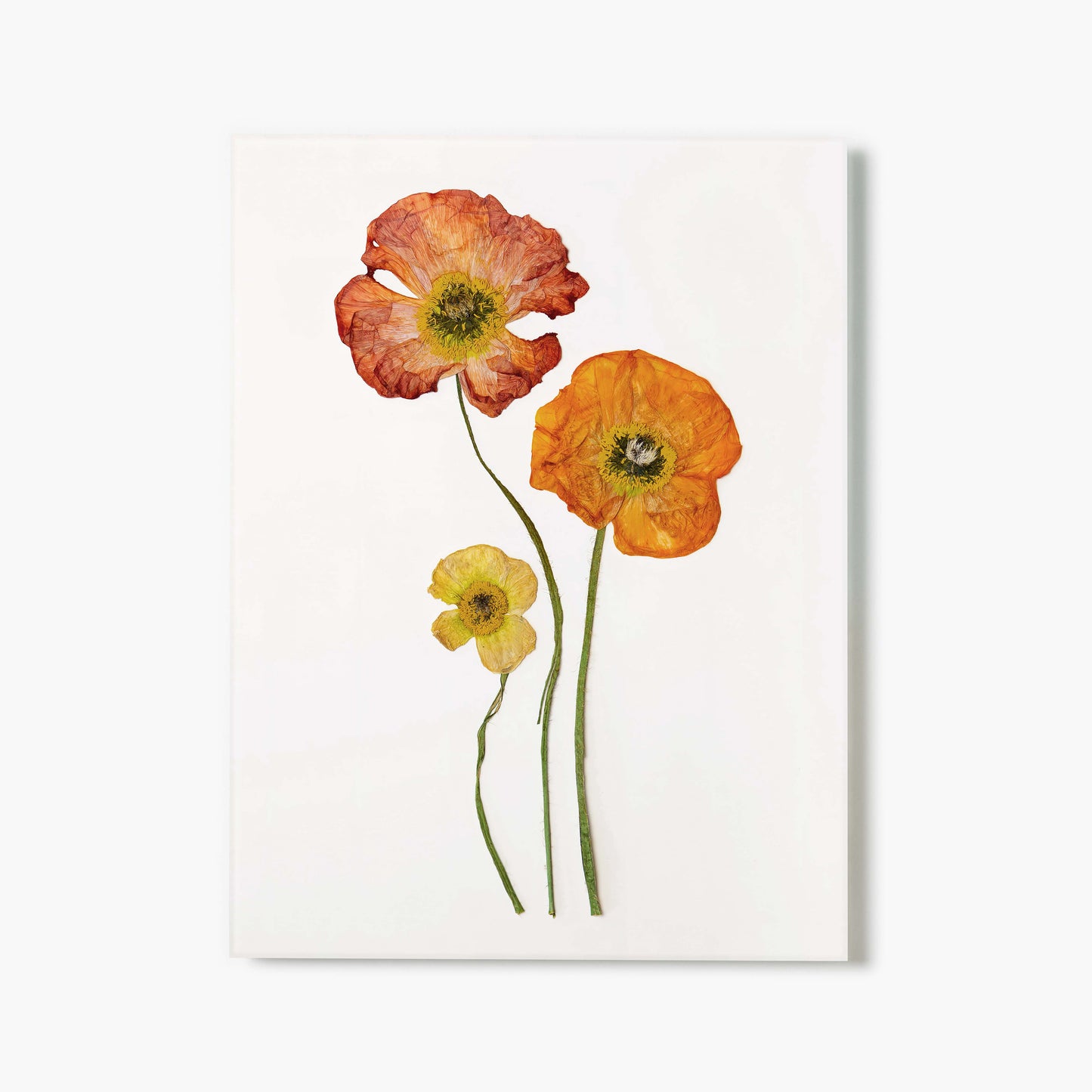 August Poppy Pressed Floral Print