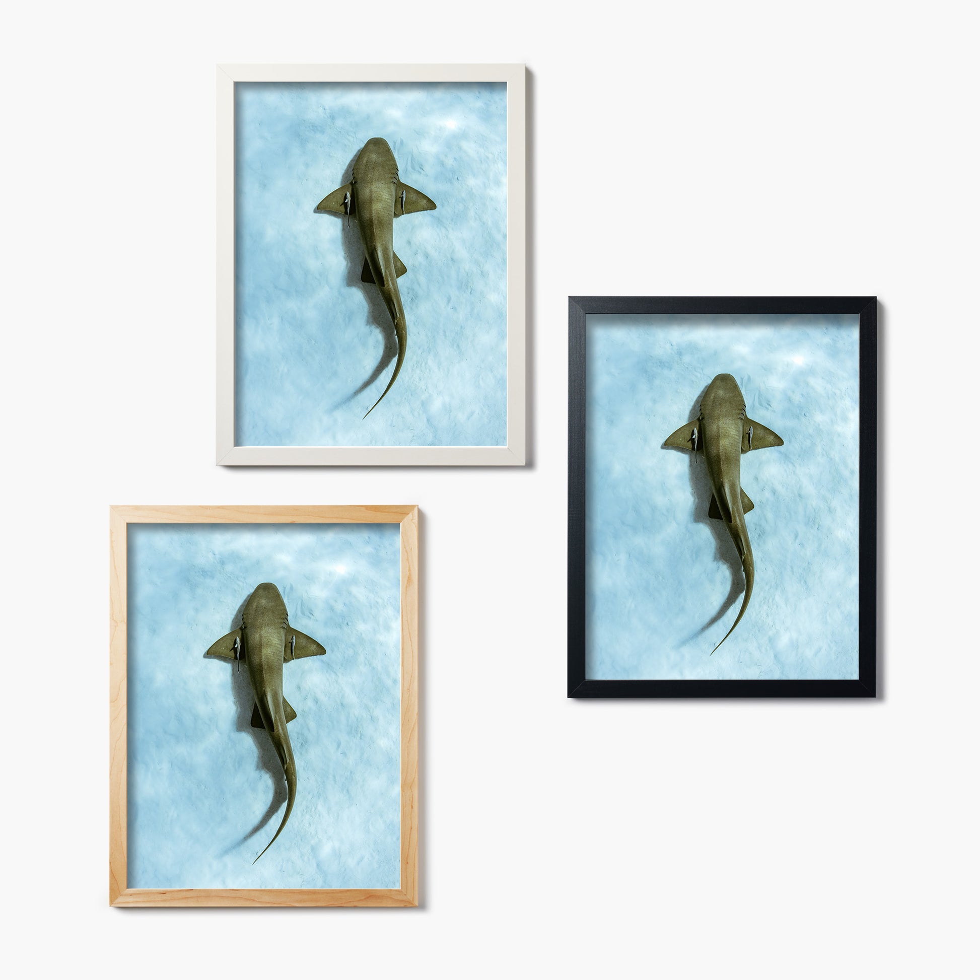Three framed glass prints of sharks above sand on a white background