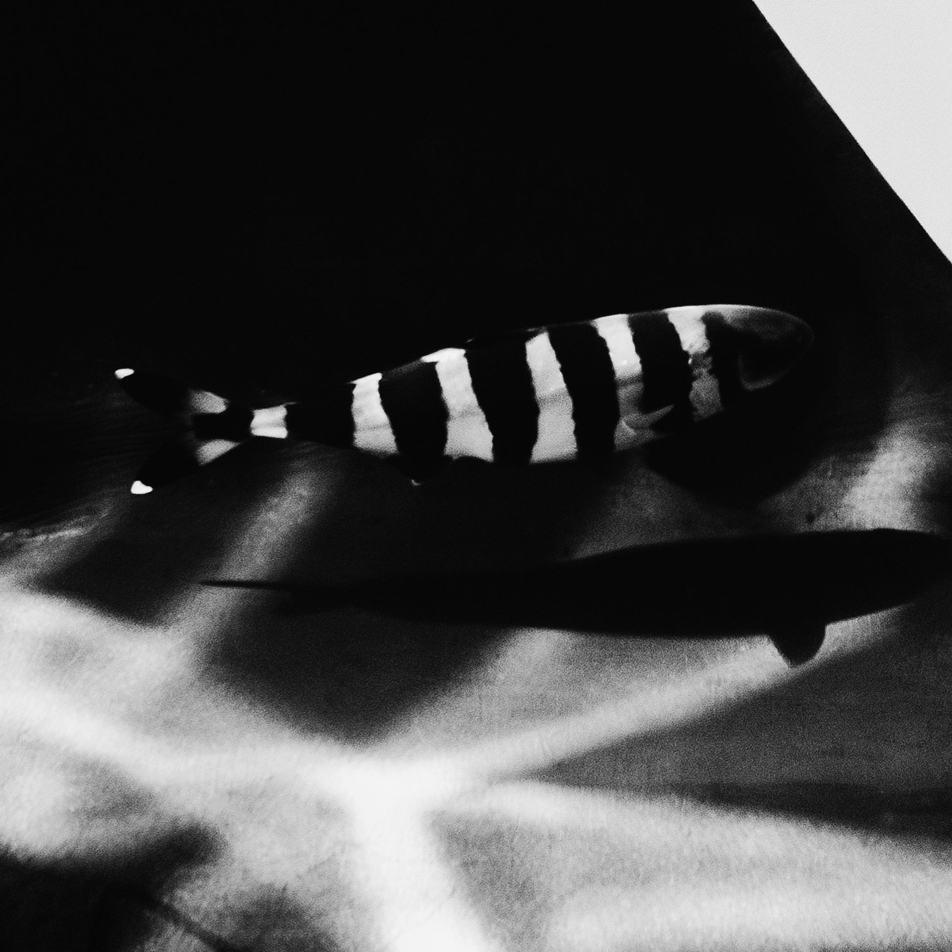 Black and white close-up on a striped fish swimming beside a shark fin.