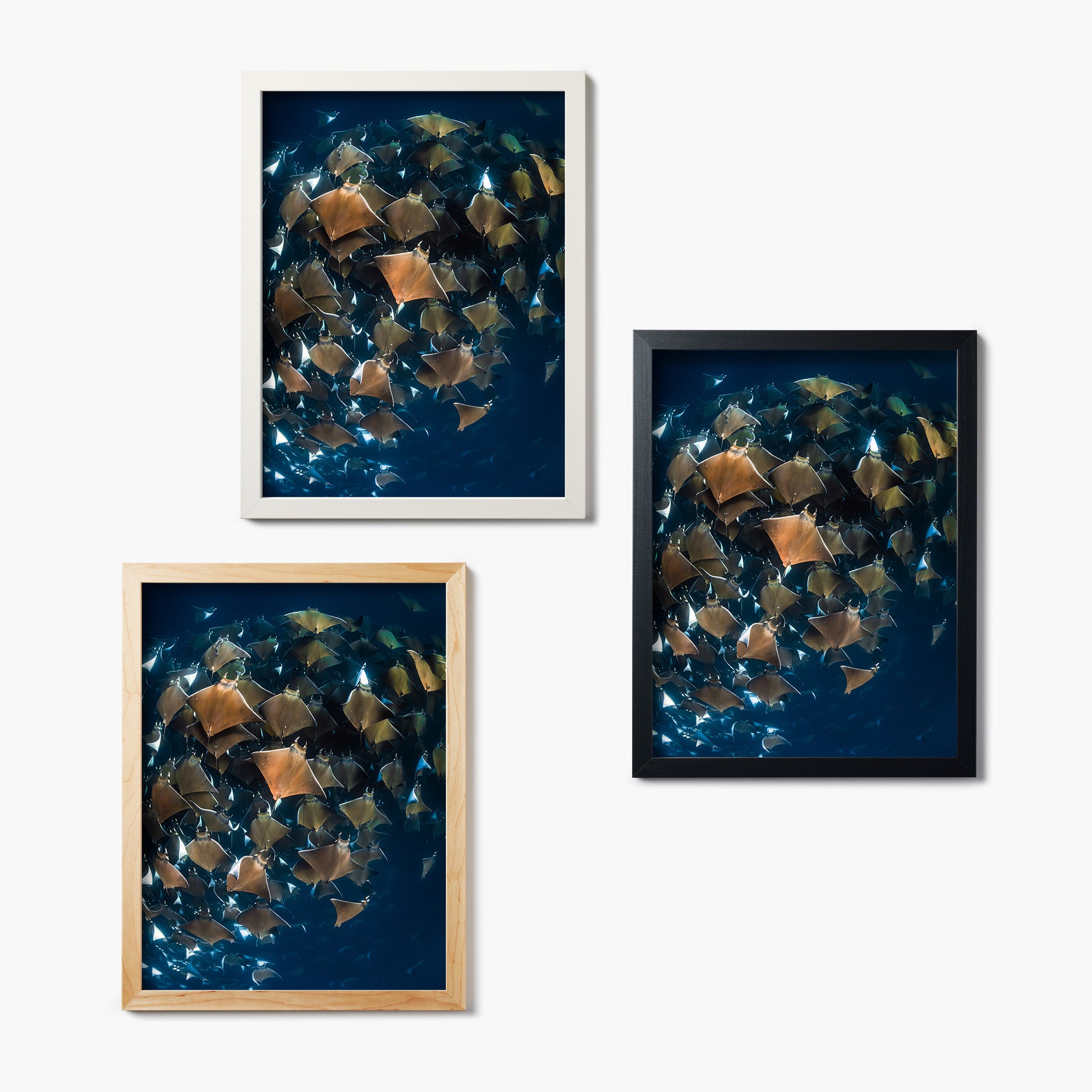 Set of three framed glass prints depicting a cluster of devil rays swirling on a dark blue background.