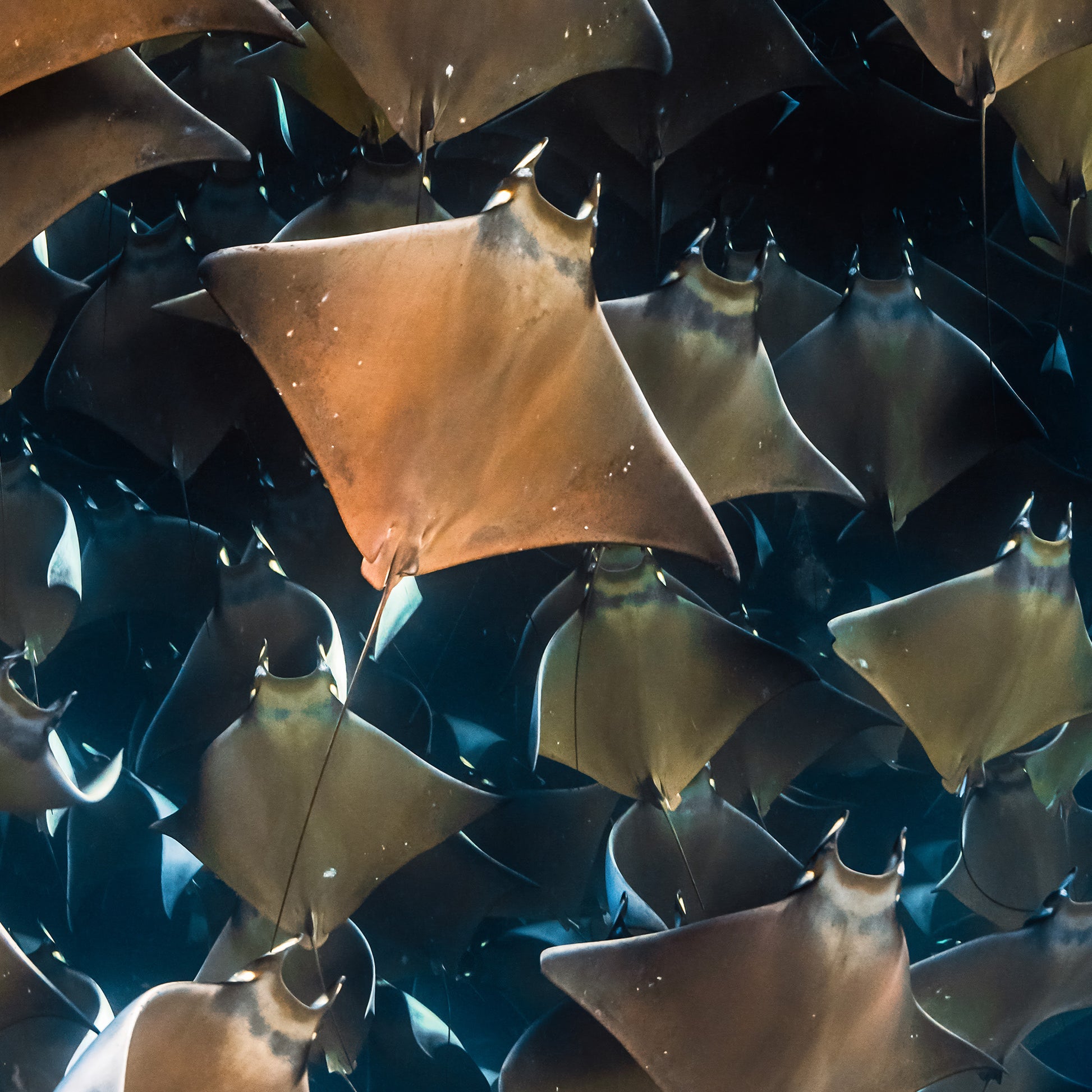 Close up on a school of devil rays swimming in a dark blue ocean
