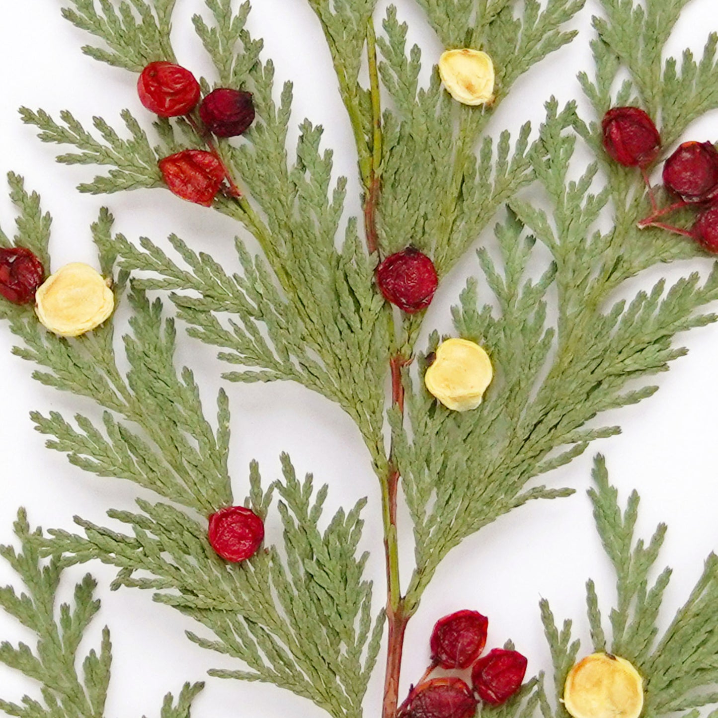 Christmas Tree Pressed Floral Print