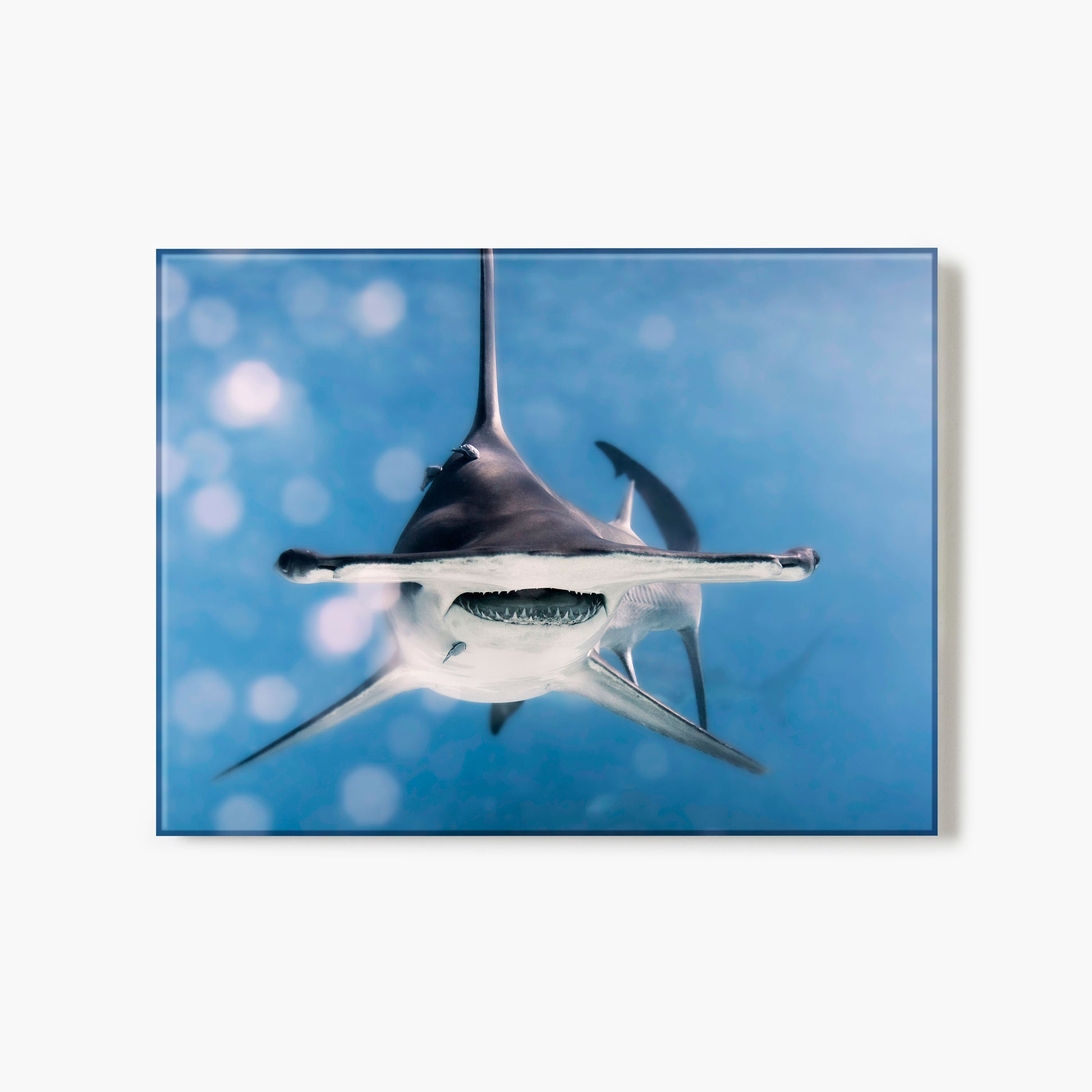 Close-up of a hammerhead shark underwater with a blue gradient background