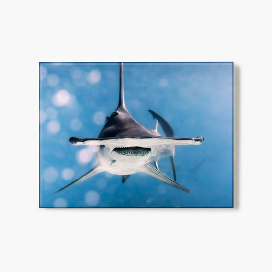 Close-up of a hammerhead shark underwater with a blue gradient background