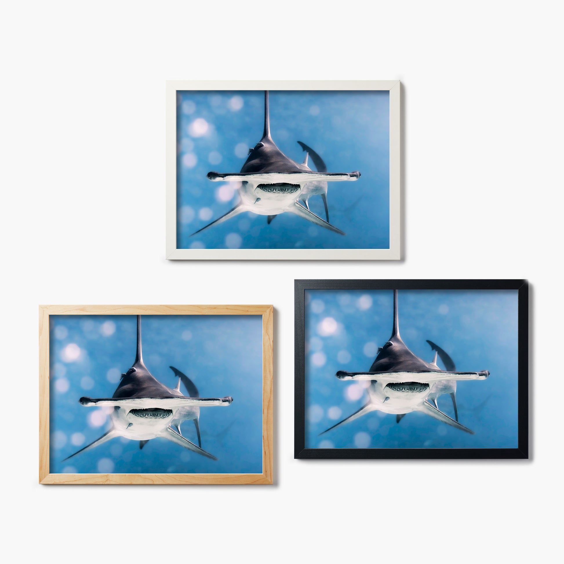 Three framed pictures of a hammerhead shark on a white background