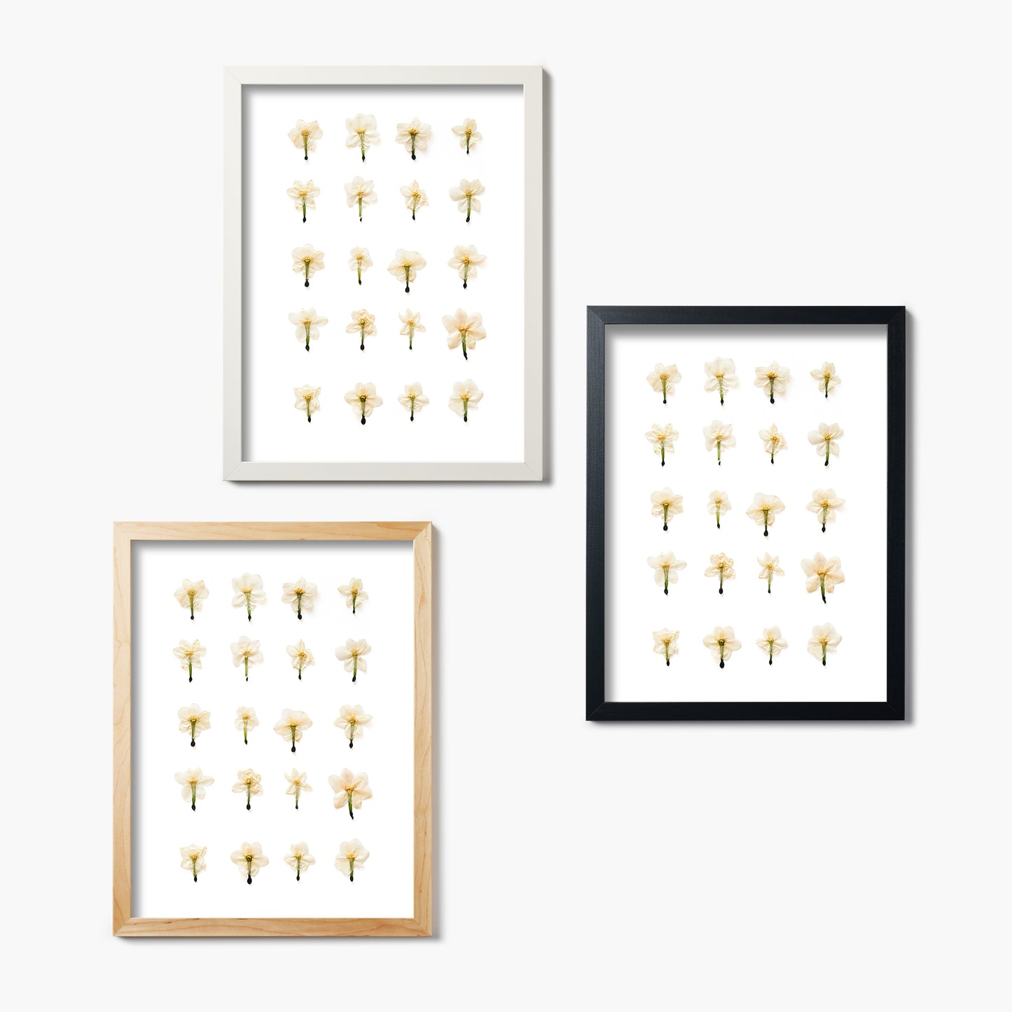 December Narcissus No. 2 Pressed Floral Print