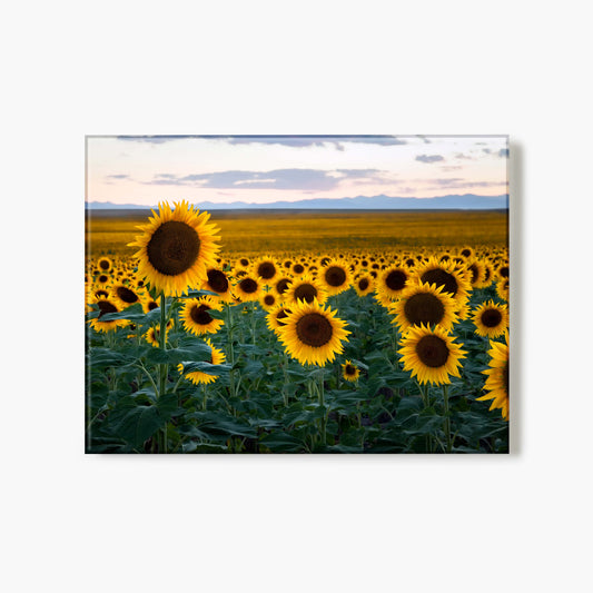 Endless Summer In Colorado