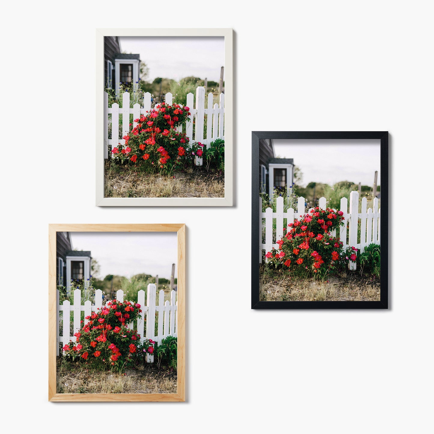 Three framed glass prints of a white picket fence and red flowers on a white background