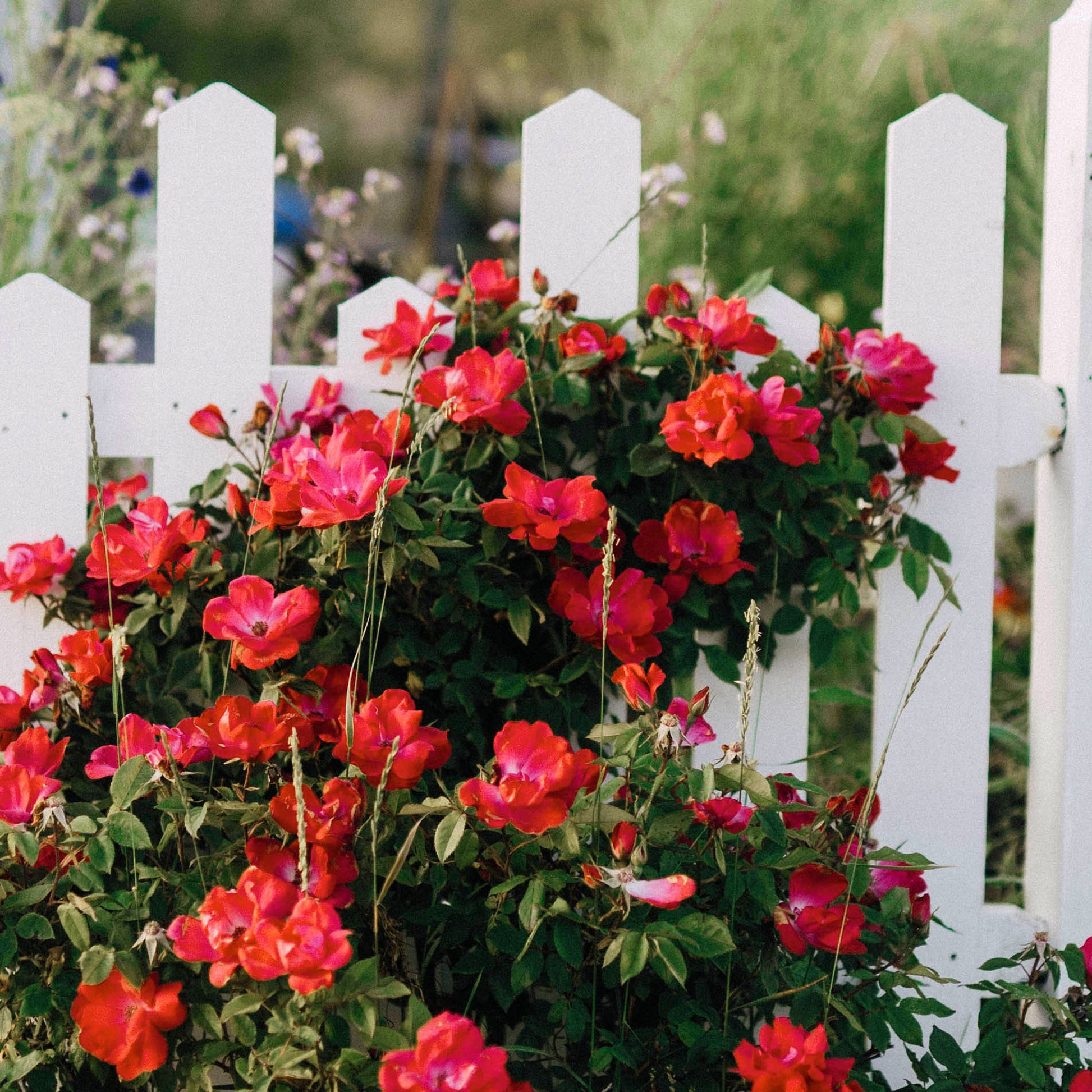 Close-up of red flowers against a white picket fence