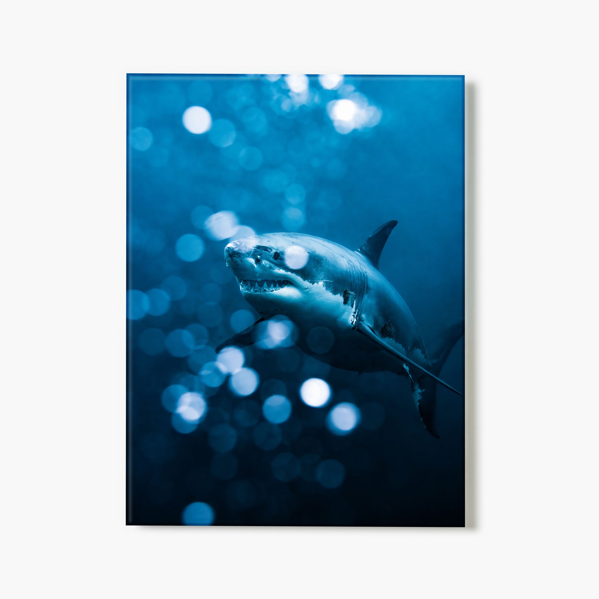 Glass print of a shark underwater with a blue tone and bokeh lights