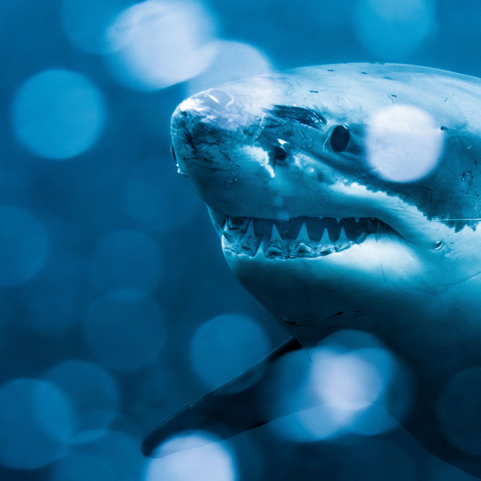 Close-up of a shark with a blurred blue background