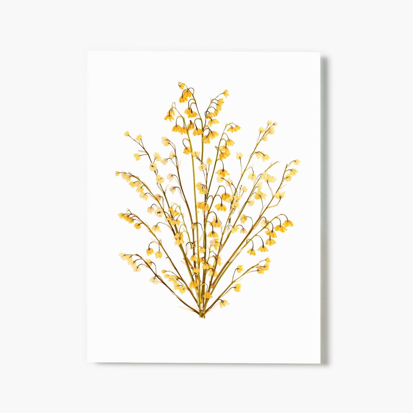 May Lily Of The Valley Pressed Floral Print