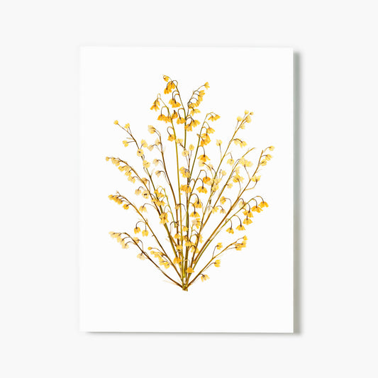 May Lily Of The Valley Pressed Floral Print