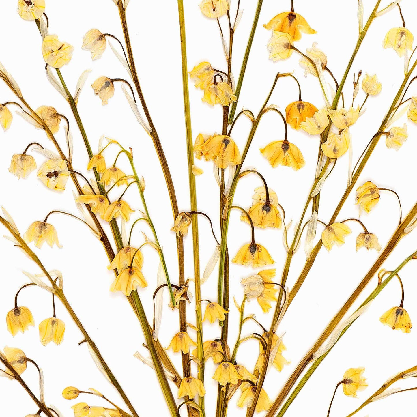 May Lily Of The Valley Pressed Floral Print