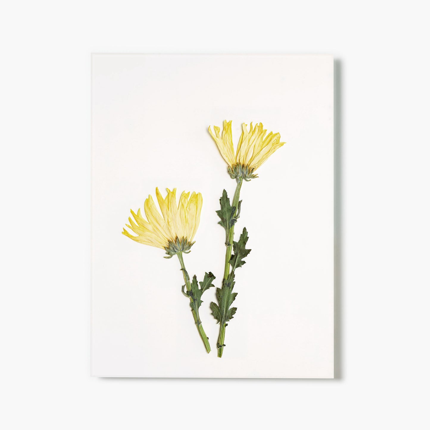 November Chrysanthemum Pressed Floral Print