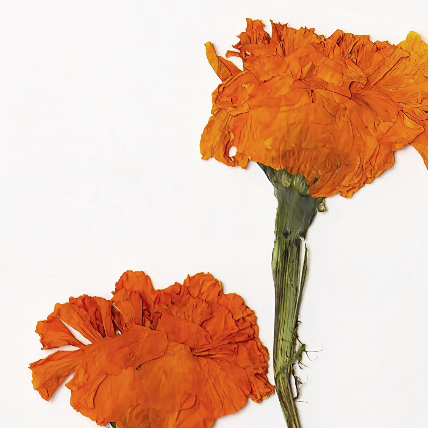 October Marigold Pressed Floral Print