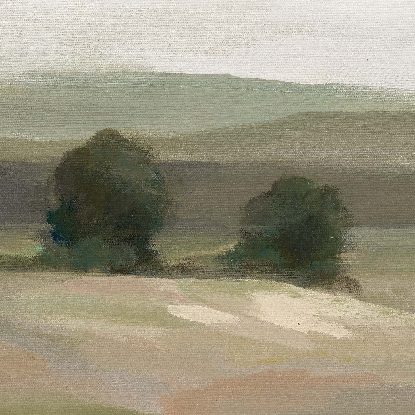 Olive Trees