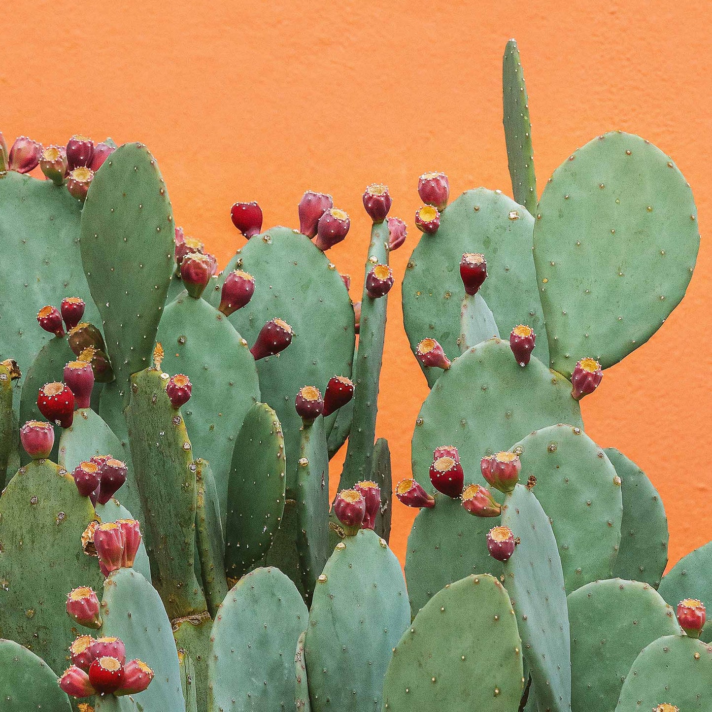 Prickly Pop