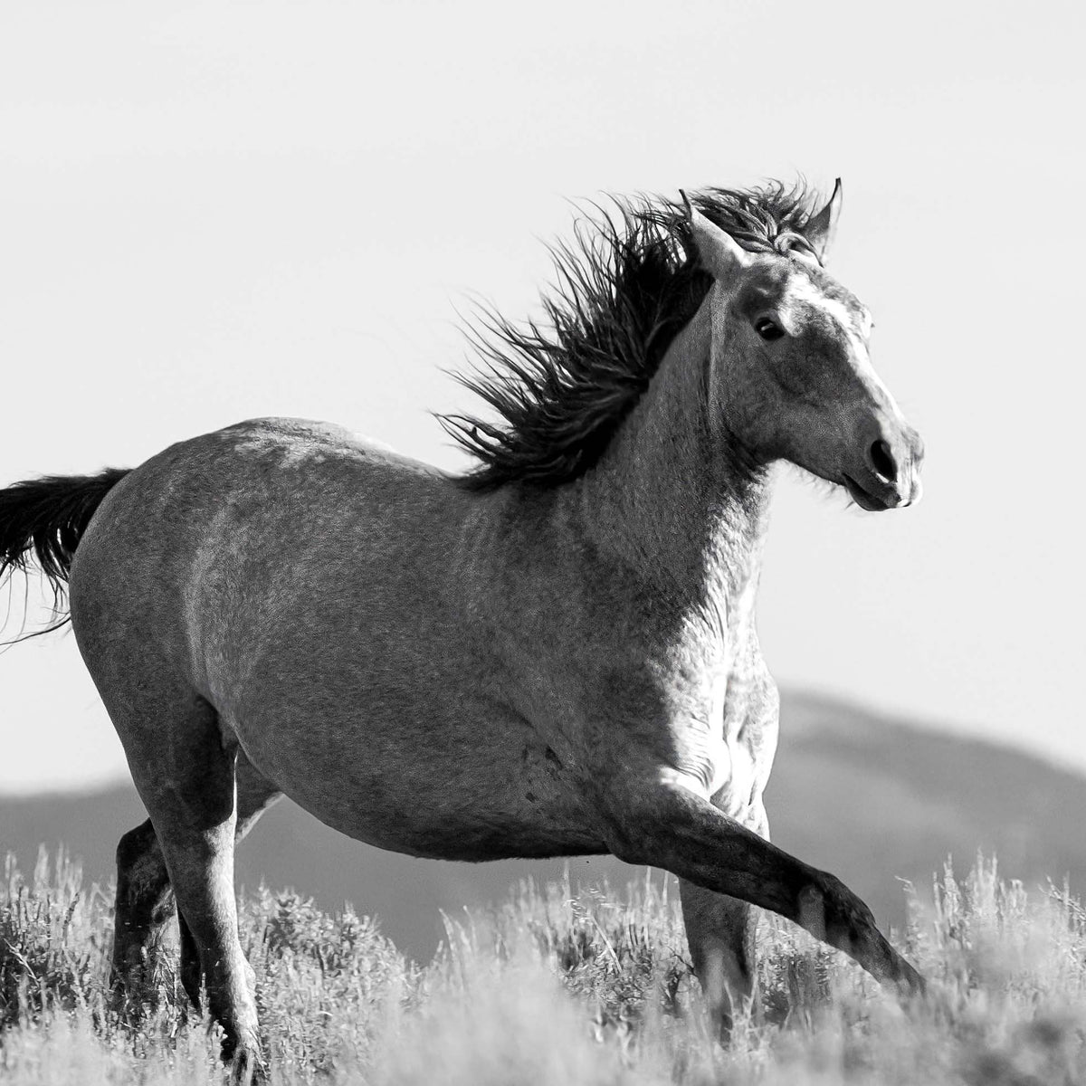 Running Wild Stallion