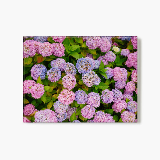 Seaside Hydrangeas