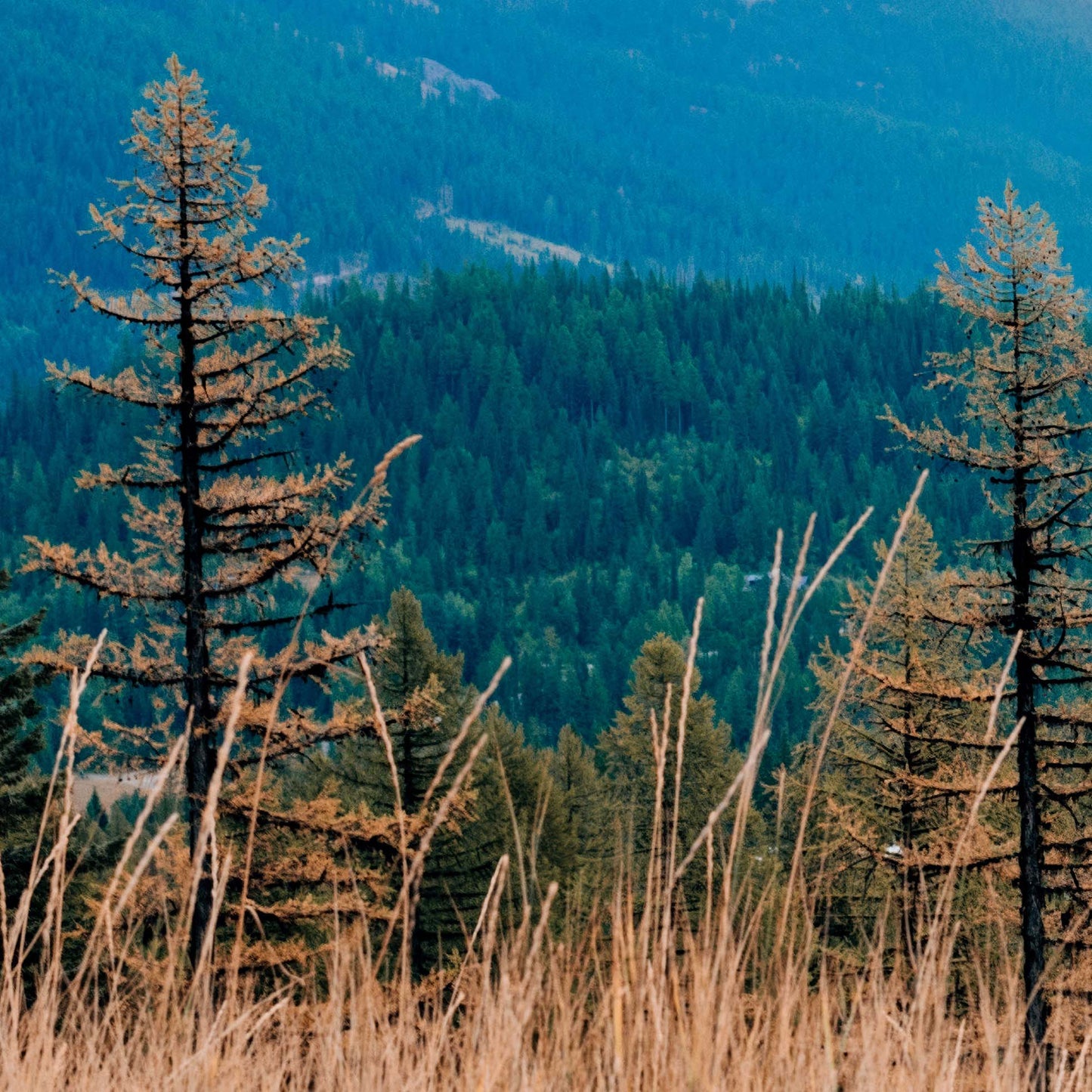 Whitefish Montana Triptych