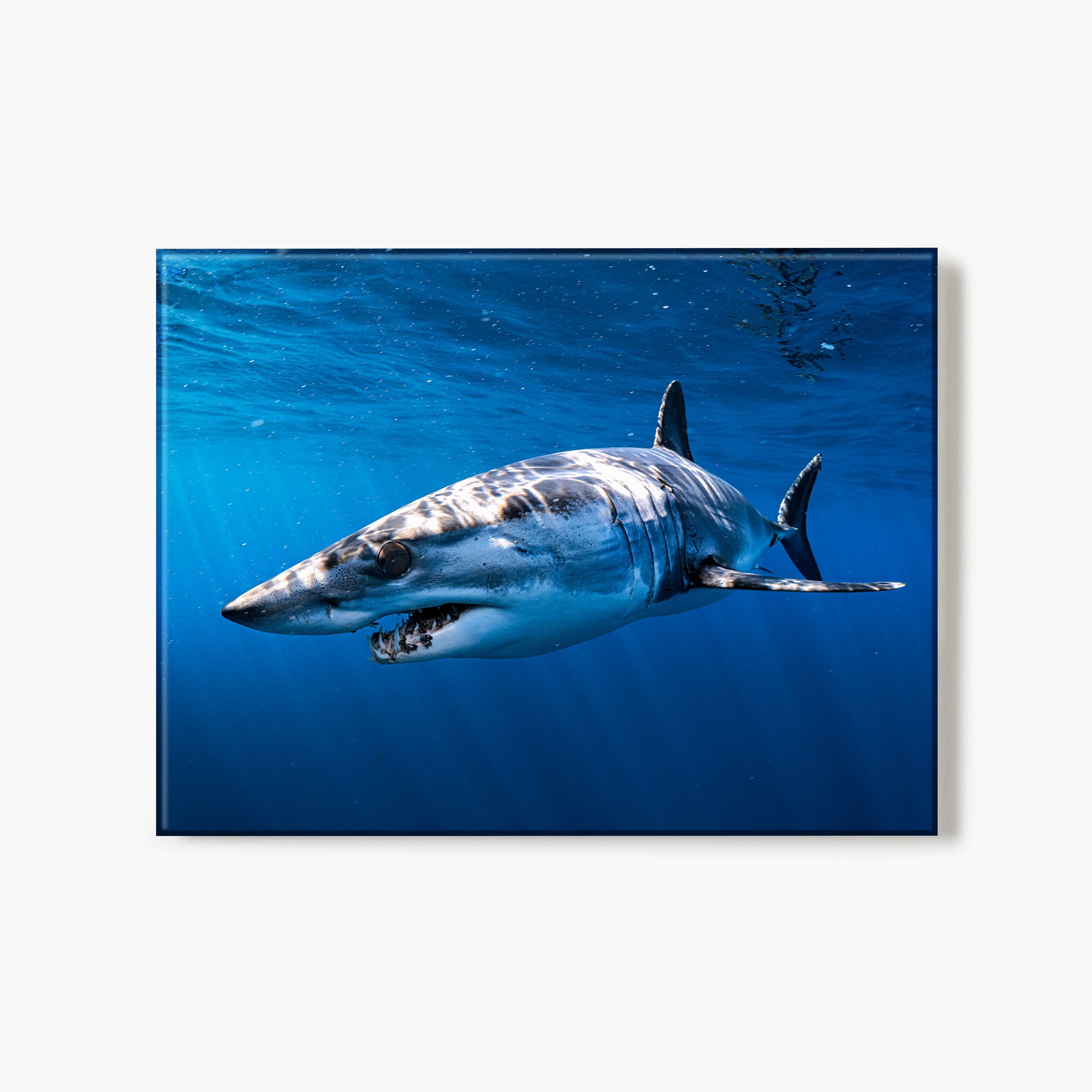 A glass print of the profile of a shark swimming in clear blue water