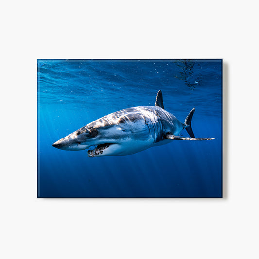 A glass print of the profile of a shark swimming in clear blue water
