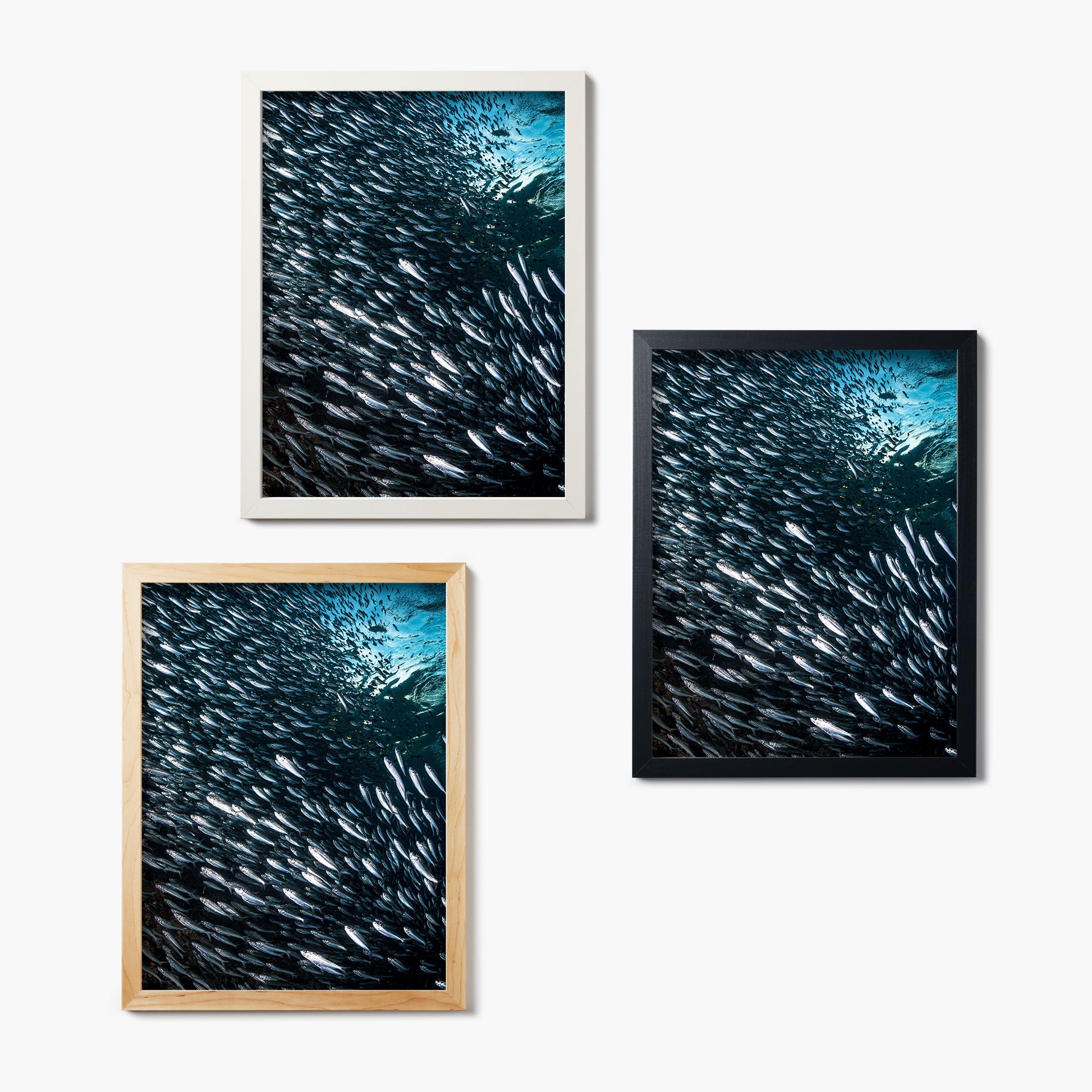 Set of three framed glass prints of underwater photographs of schools of fish on a white wall.