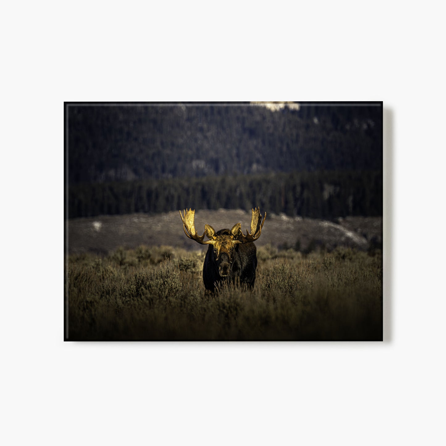 Teton Stare