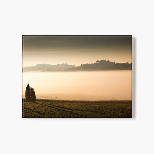 Vineyard Fog