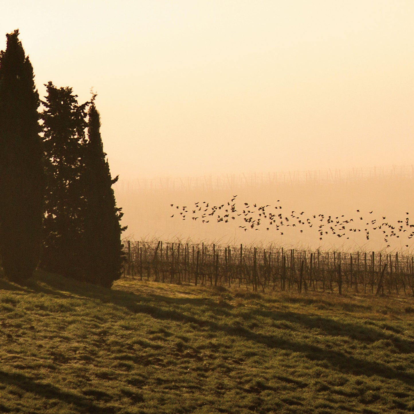Vineyard Fog