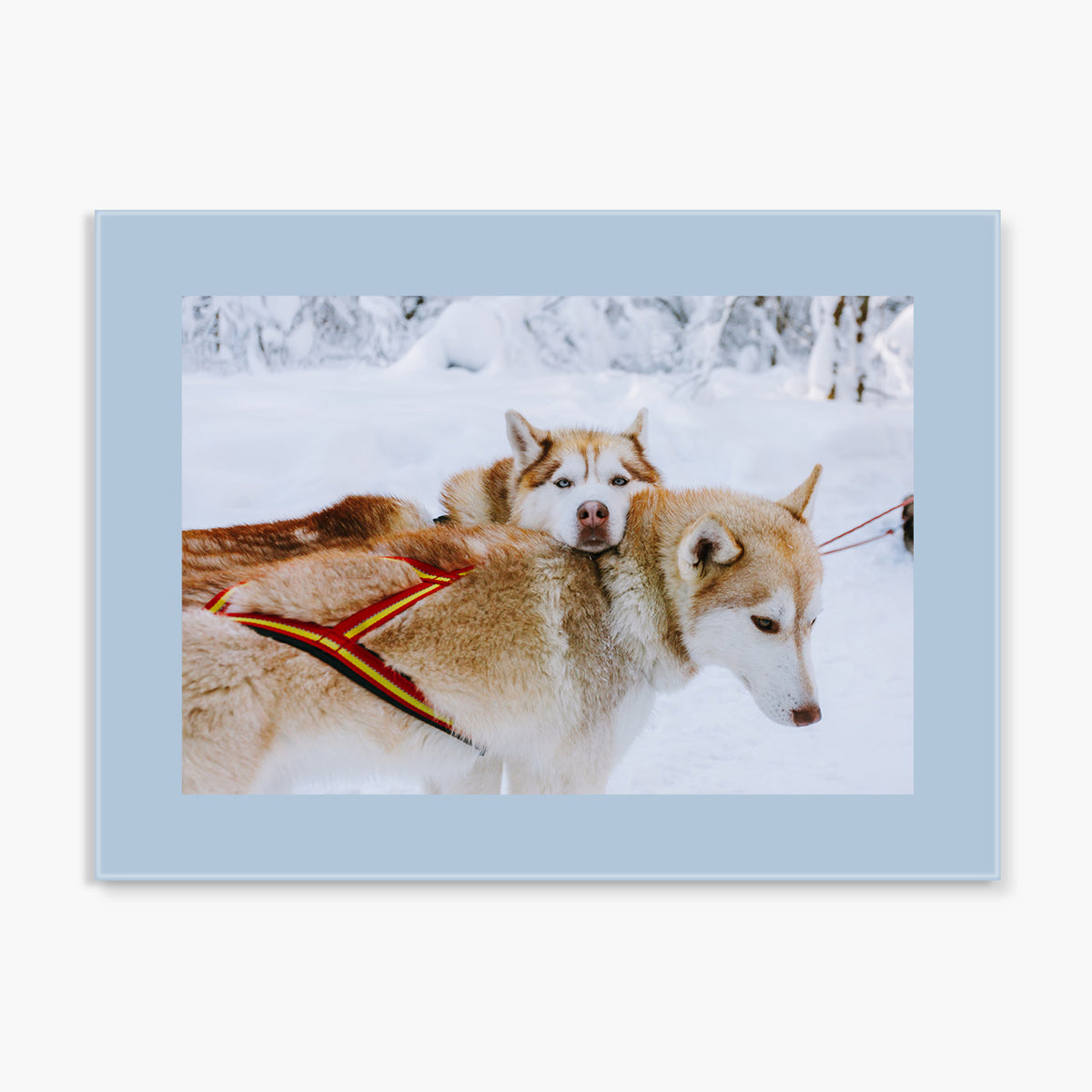 Custom Glass Prints | Holiday Colors